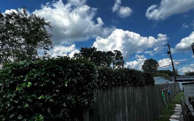 Photo of Chris P.'s yard after getting landscaping in Astor, FL