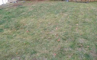 Photo of Michelle F.'s yard after getting landscaping in Kingston, MO