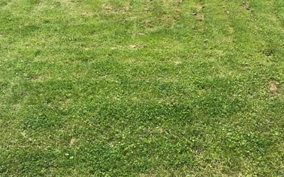 Photo of Micah M.'s yard after getting landscaping in Washington, MO