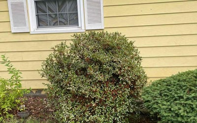 Photo of Jenny S.'s yard after getting landscaping in Independence, MO