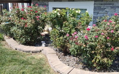 Photo of James R.'s yard after getting tree care in Raymore, MO