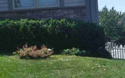 Photo of Adam M.'s yard after getting landscaping in Bucyrus, KS