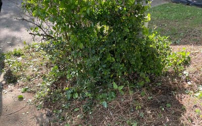 Photo of Richard G.'s yard after getting landscaping in Canton, GA