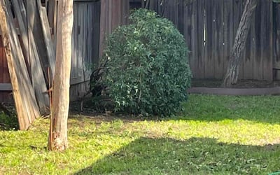 Photo of Ms. H.'s yard after getting landscaping in Colfax, CA