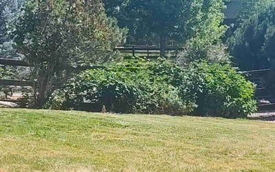 Photo of Mark D.'s yard after getting landscaping in Empire, CO