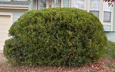 Photo of Dave M.'s yard after getting landscaping in Rich Hill, MO