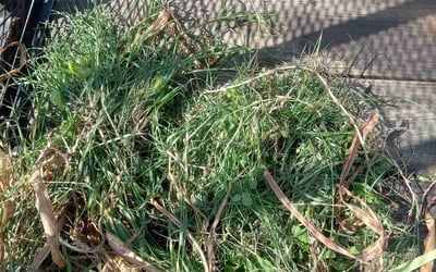 Photo of Michelle D.'s yard after getting landscaping in Glen Arm, MD