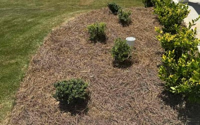 Photo of Andrew S.'s yard after getting landscaping in Dawsonville, GA