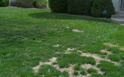 Photo of Linda A.'s yard after getting landscaping in Easton, KS