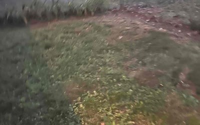 Photo of Tina B.'s yard after getting landscaping in Sandy Hook, VA