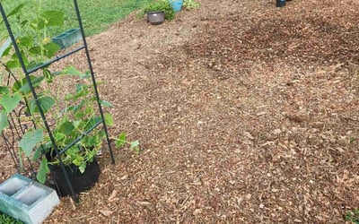 Photo of Deborah C.'s yard after getting landscaping in Powder Springs, GA