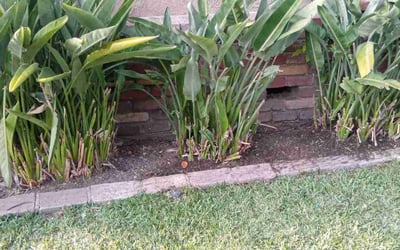 Photo of Vanessa P.'s yard after getting tree care in Arroyo Grande, CA