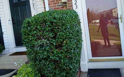 Photo of Monica F.'s yard after getting landscaping in Centreville, VA