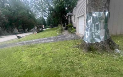 Photo of Michael B.'s yard after getting landscaping in Rich Hill, MO