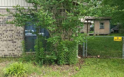 Photo of Pat G.'s yard after getting tree care in Conway, AR