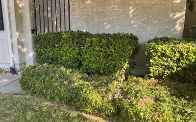 Photo of David B.'s yard after getting landscaping in South Lake Tahoe, CA