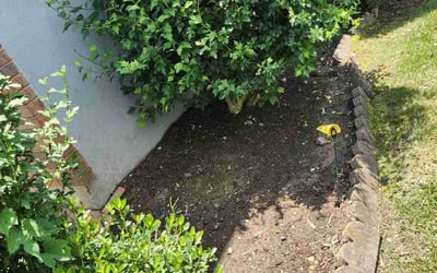 Photo of Adrian R.'s yard after getting landscaping in Capitol Heights, MD