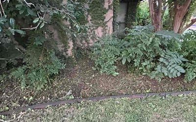 Photo of Taylor S.'s yard after getting landscaping in Plano, TX