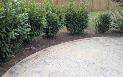 Photo of Penelope B.'s yard after getting tree care in Murfreesboro, TN