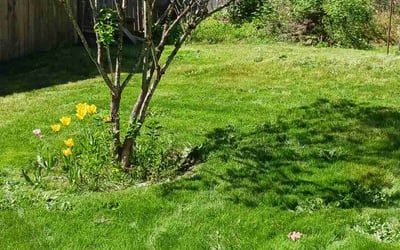 Photo of Rebecca R.'s yard after getting tree care in Camas, WA