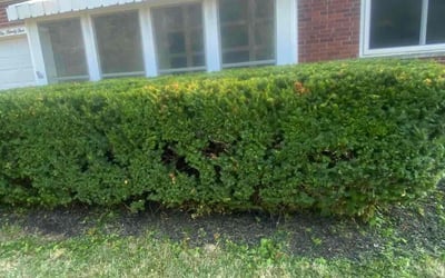 Photo of Margaret M.'s yard after getting landscaping in California, KY