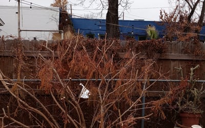 Photo of Thomas P.'s yard after getting landscaping in Elmendorf, TX