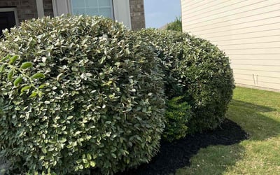 Photo of Garrett B.'s yard after getting landscaping in Comfort, TX