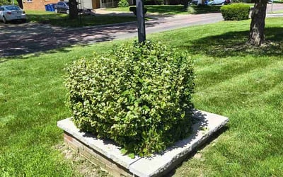 Photo of Angela B.'s yard after getting landscaping in Florissant, MO