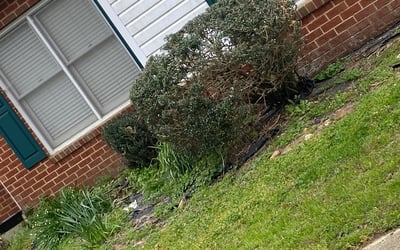Photo of Tony D.'s yard after getting landscaping in Aydlett, NC