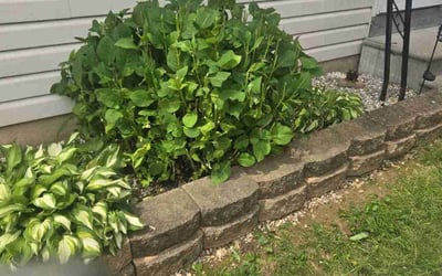 Photo of Mary J.'s yard after getting landscaping in Kennett Square, PA