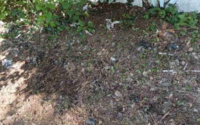 Photo of Keyy R. B.'s yard after getting tree care in Bel Air, MD