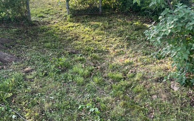 Photo of Lisa B.'s yard after getting landscaping in Odessa, MO