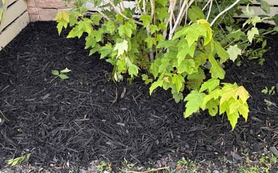 Photo of Leon B.'s yard after getting landscaping in Chesapeake, VA