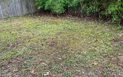 Photo of Ronald P.'s yard after getting tree care in Spotsylvania, VA