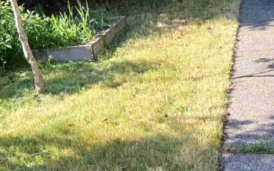 Photo of Robert M.'s yard after getting landscaping in Canby, OR