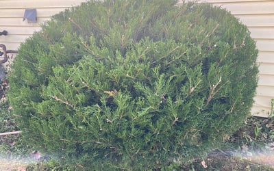 Photo of Dixie S.'s yard after getting tree care in Indianapolis, IN