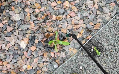Photo of Satoshi Y.'s yard after getting landscaping in Erie, CO