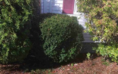 Photo of Gail B.'s yard after getting landscaping in Westerly, RI
