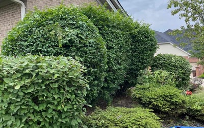 Photo of Terry L.'s yard after getting tree care in Oxford, OH