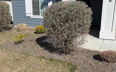 Photo of Sandra W.'s yard after getting tree care in Caldwell, ID