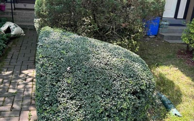 Photo of Calvin R.'s yard after getting tree care in Chevy Chase, MD