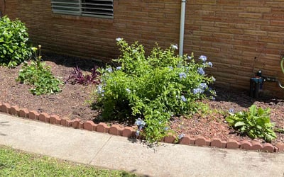 Photo of Hailey C.'s yard after getting tree care in Bellaire, TX
