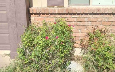 Photo of Ashley S.'s yard after getting landscaping in Superior, AZ