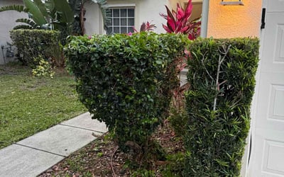 Photo of Juanita T.'s yard after getting landscaping in Melbourne, FL