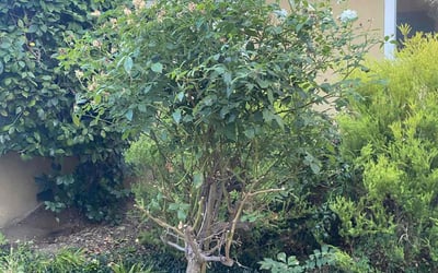 Photo of Henry B.'s yard after getting tree care in Palo Alto, CA