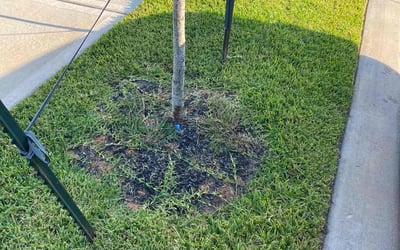 Photo of Michael G.'s yard after getting landscaping in Sealy, TX