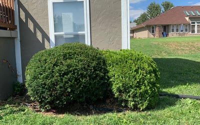Photo of Lacey P.'s yard after getting landscaping in Holt, MO