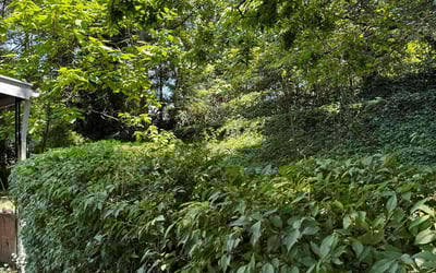 Photo of Megan C.'s yard after getting tree care in Kensington, MD