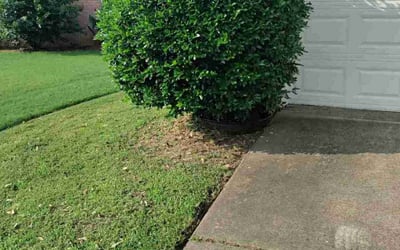 Photo of Carla L.'s yard after getting tree care in Chattanooga, TN