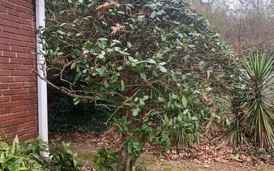 Photo of Maria M.'s yard after getting landscaping in Bowdon, GA